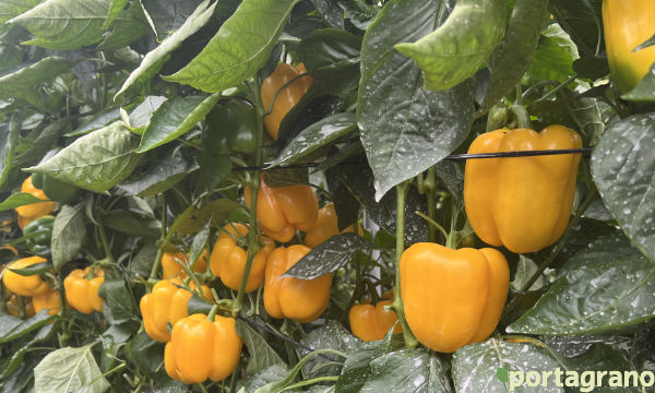 Portagrano's tweet image. 🆕Vilmorin-Mikado sigue aportando nuevas variedades: Numenor y Turing

portagrano.eu/2025/10/vilmor…

Novedades en #pimiento california rojo y amarillo para los ciclos tempranos de #Almería

#semillas #seeds #VilmorinMikado #Berja