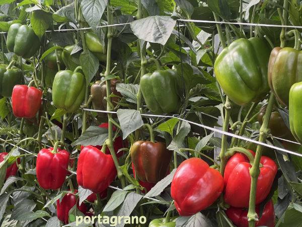 Portagrano's tweet image. 🆕Vilmorin-Mikado sigue aportando nuevas variedades: Numenor y Turing

portagrano.eu/2025/10/vilmor…

Novedades en #pimiento california rojo y amarillo para los ciclos tempranos de #Almería

#semillas #seeds #VilmorinMikado #Berja