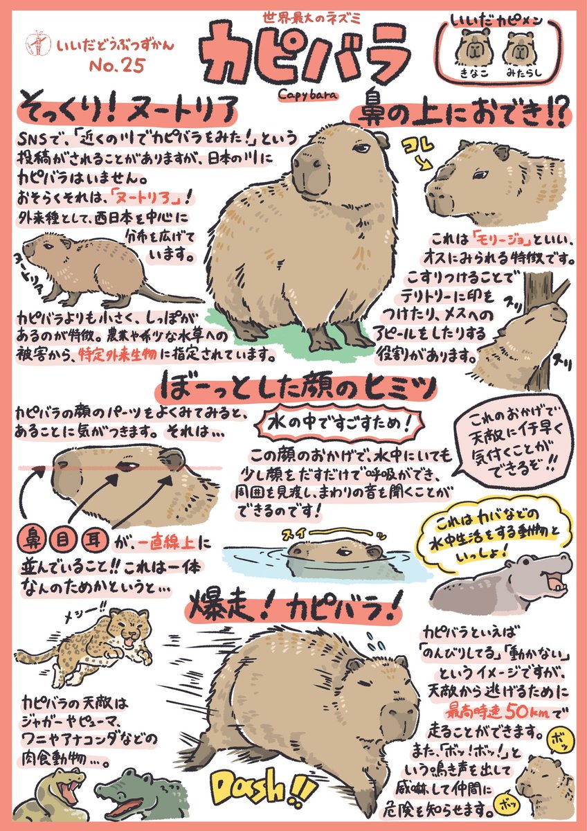 カピバラページ いいだどうぶつずかん] No.25 カピバラ ┈┈┈┈┈┈┈┈┈┈ 齧歯目