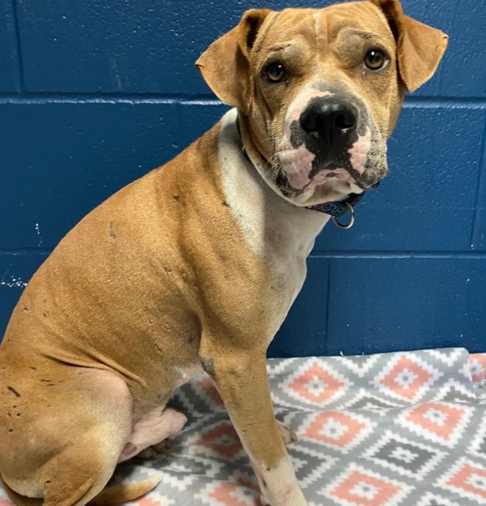 JAZZ #A383961 taken 1 month ago #CorpusChristi Tx covered in old &amp; new puncture wounds  (bait dog) only a 1yo was terrified at the shelter but now trusts staff he knows! His in BIG TROUBLE ‼️ imminent, danger‼️ #Euthlist 💉#CorpusChristi Tx 🙏 #PLEDGE  #RESCUE #ADOPT #FOSTER
