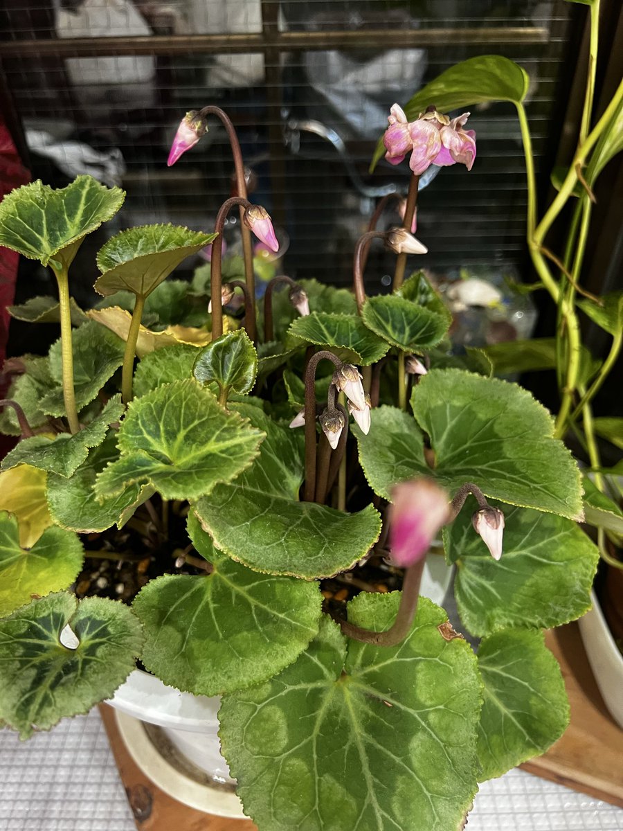 daini_kurinoyu's tweet image. #第二栗の湯 ♨️𓈒𓂂𓏸
 #4年目 の  #例のシクラメン 
いっぱい～ #つぼみ ( *´艸`)

❣️   #草津温泉   ❣️  やってまーす✋  #草津ファン  やってるよー🤗✨♨️𓈒𓂂𓏸