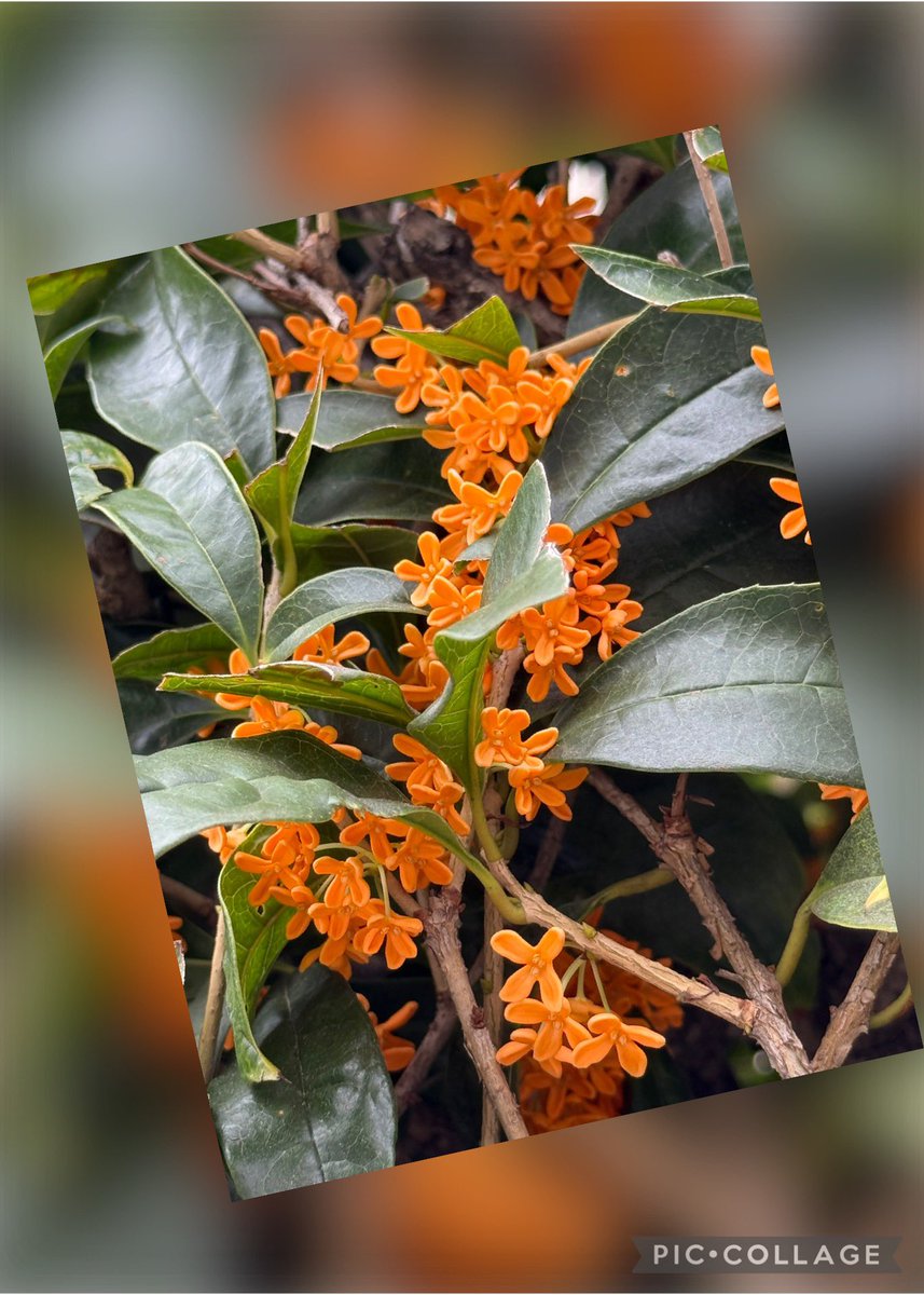 まるちゃん on X