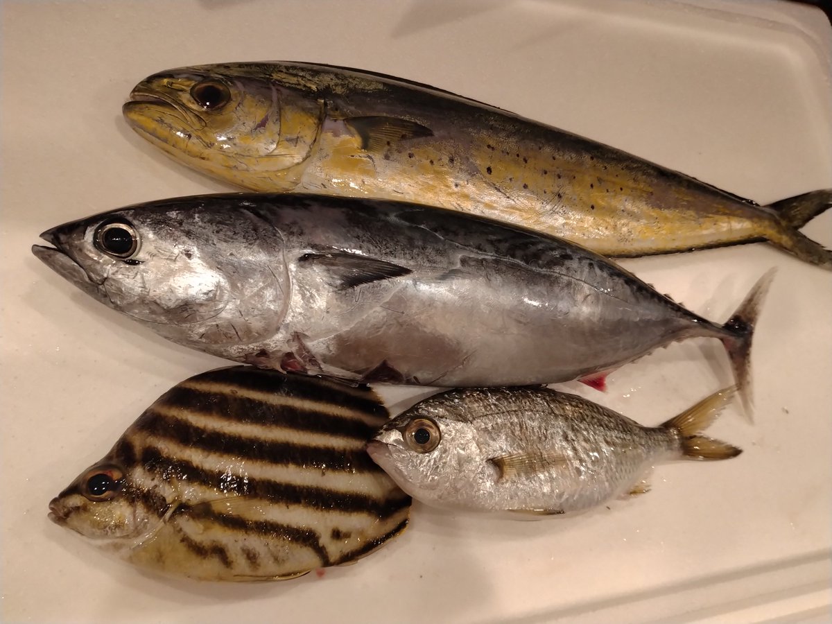 ◆❖ 龍のうろこ屋❖◆様♡ 受注生産】Halloween Goods 2025 ステッカー – REJECT