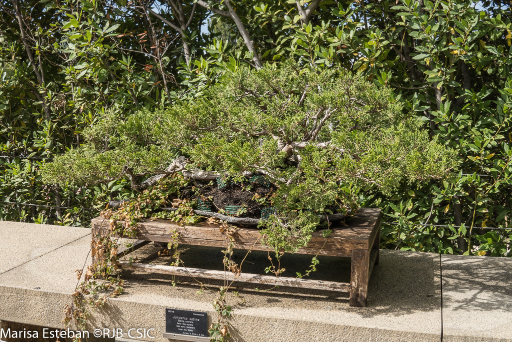#Bonsáis – Estilo raíz reptante (Neagari)
Las raíces quedan expuestas sobre el sustrato, elevando el tronco y mostrando la fuerza del anclaje.
Expresa estabilidad y resistencia.
(Juniperus sabina)
#12plantas12meses #270aniversariorjb