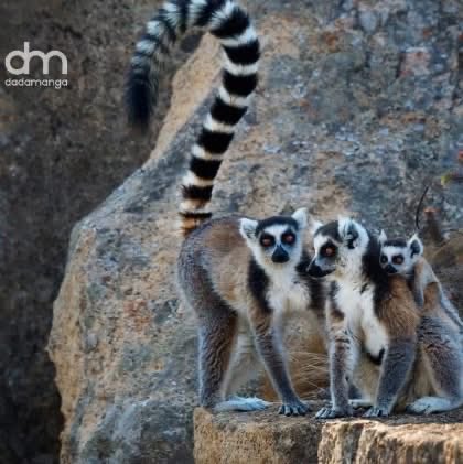 🎉 Celebrate World Lemur Day on Friday, October 31! 🐒🌿

It’s the last week of October — which means World Lemur Day is almost here! 🥳
How will we celebrate?

At Dadamanga, we’re dedicating this week to Madagascar’s incredible lemurs 
#dadamanga #travel #tours