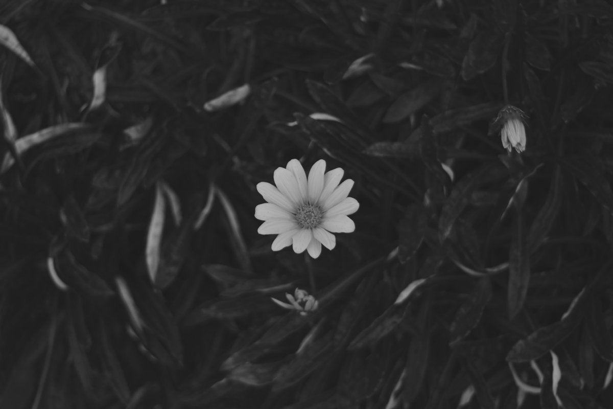 しもだ (@ver20240516) on Twitter photo 