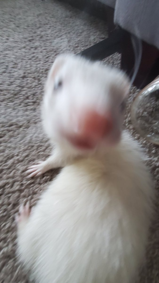 Ferret Every Hour (@ferretperhour) on Twitter photo 