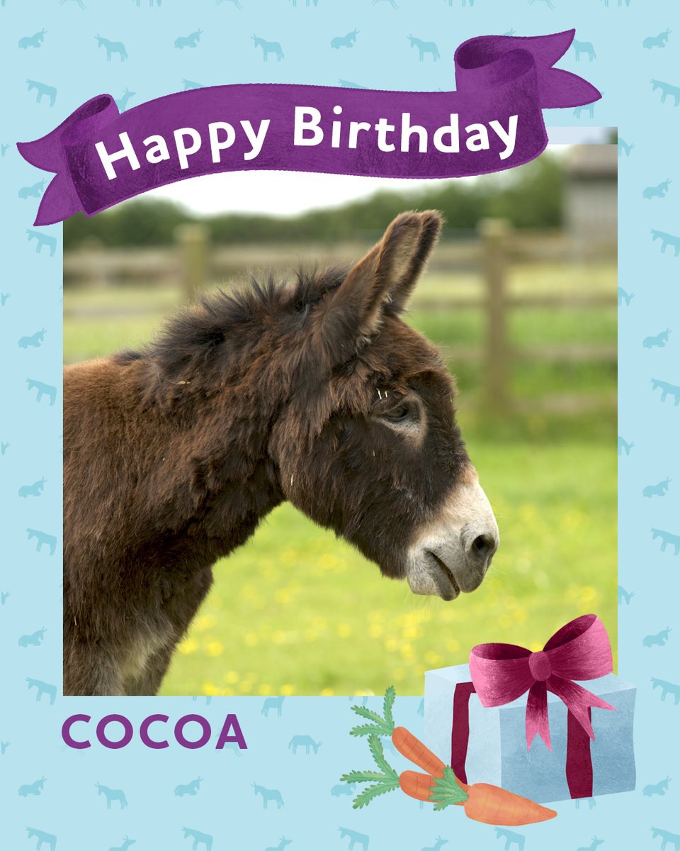Adoption donkey Cocoa is celebrating his 31st birthday today! 🎂