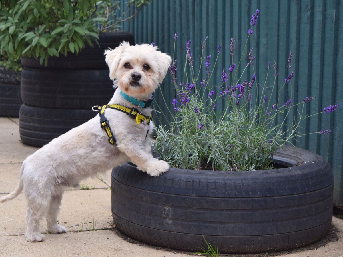 DT_WestLondon's tweet image. Harry wants to remind you to take a moment to smell the flowers 🌸

Here's what he's grateful for:
- His foster parents
- Spending time with his favourite people
- Playing with his toys
- Snuggling up after a long day

#Maltese #Crossbreed #DogsTrustWestLondon #Adoption
