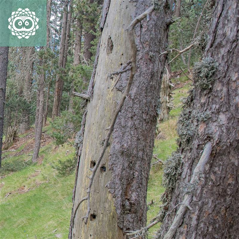 LIFE_UNCINATA's tweet image. 🌲Al projecte LIFE Uncinata treballem per millorar els boscos de pi negre del Pirineu 🌲Un dels elements clau que volem potenciar són els dendromicrohàbitats (DMH) 🪵 Saps què són i per què són tan importants? 👇