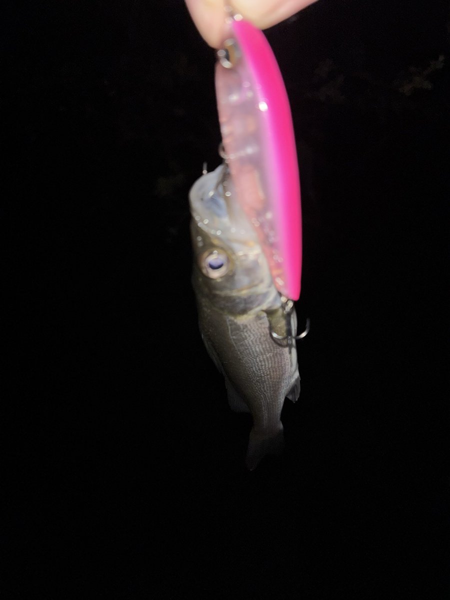 鮫川でサンプルのオルター73が好調！
小さな駆け上がりで、執拗に小型ベイトを追っかけ回してたシーバスを早巻きで！！
その後、極小が無限に釣れる展開になり帰宅🤣
鮫川ガンガン魚入ってきてます🔥

#Pickup
#オヌマン
#オルター73S
#鮫川
#シーバス
#寒い
#秋どこいったの