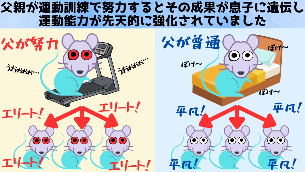 NazologyInfo's tweet image. 後天的な運動訓練の成果が父から子に遺伝していたと判明!
nazology.kusuguru.co.jp/archives/187101
中NJUは父マウスの運動訓練のような後天的な努力(成果)が精子を通じて息子マウスに遺伝し、運動能力の先天的な底上げを行っていると発表。どんな仕組みが努力の遺伝を成し遂げていたのでしょうか?