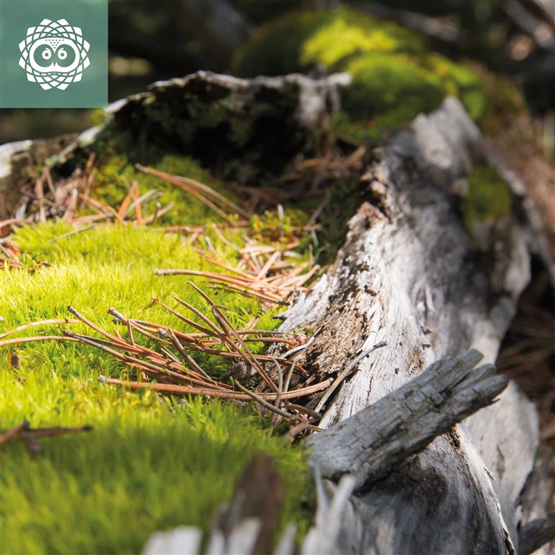 📊 Al LIFE Uncinata hem aplicat l’Índex de Biodiversitat Potencial (IBP) a pinedes de pi negre del Pirineu català.

🙌Hi hem trobat 14 dels 15 tipus de DMH descrits a la classificació IBP, amb alguns molt abundants.