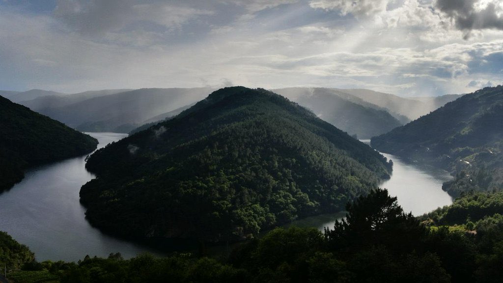🗻 Aquí no hay atajos: 25 hectáreas de viñas colgadas sobre el Miño y el Sil, con pendientes de hasta el 85 % donde la mecanización no tiene lugar. Cada cepa se trabaja a mano. Eso es viticultura heroica de verdad. Eso es Abadía da Cova.
