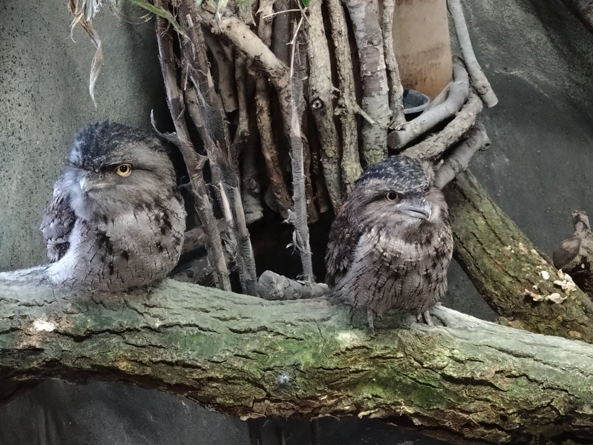 ヨーシィ (@youshi416) / Posts / X