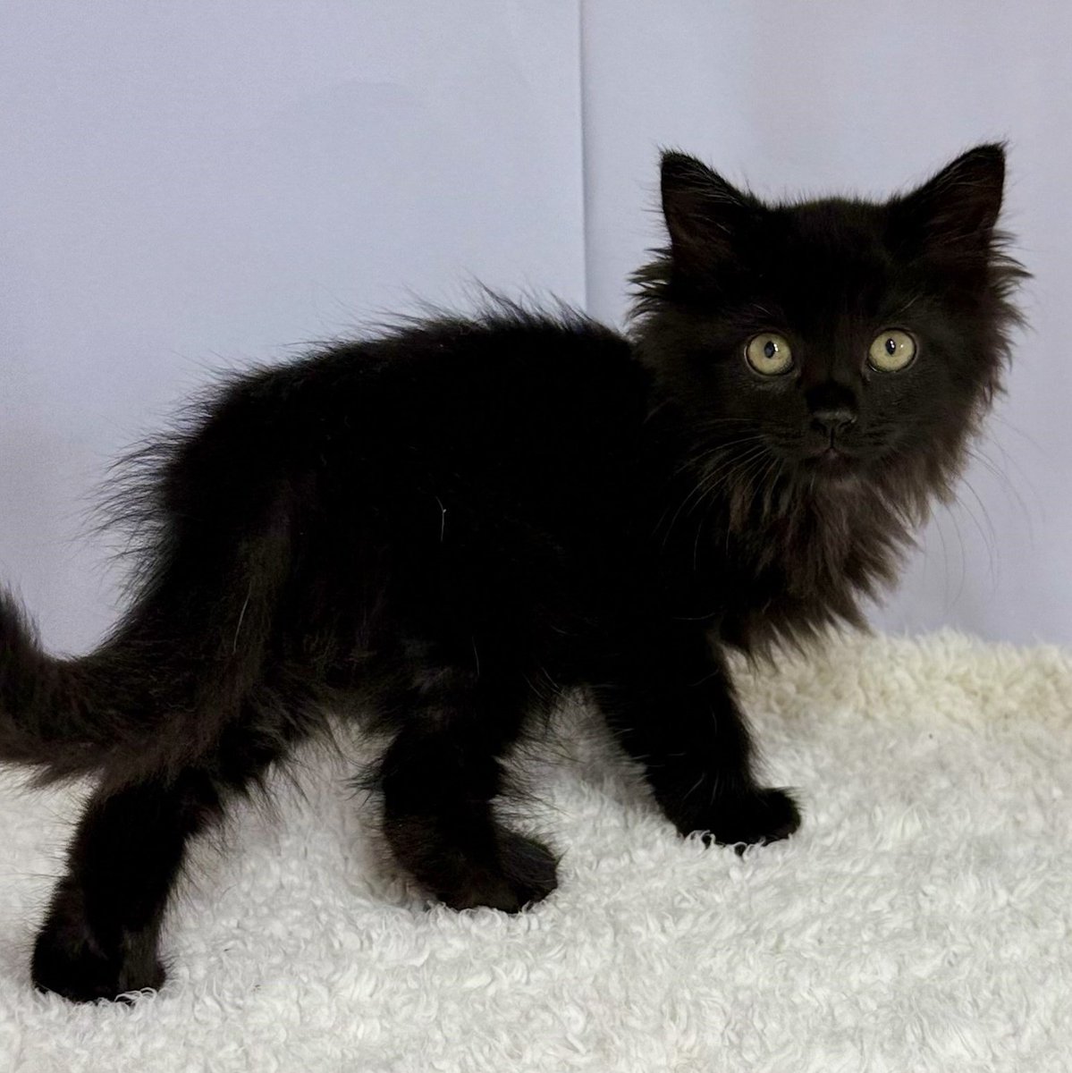 黒猫 kuroneko.8901 | 捨て猫風❾⑩😅こんなの落ちてたら間違いなく