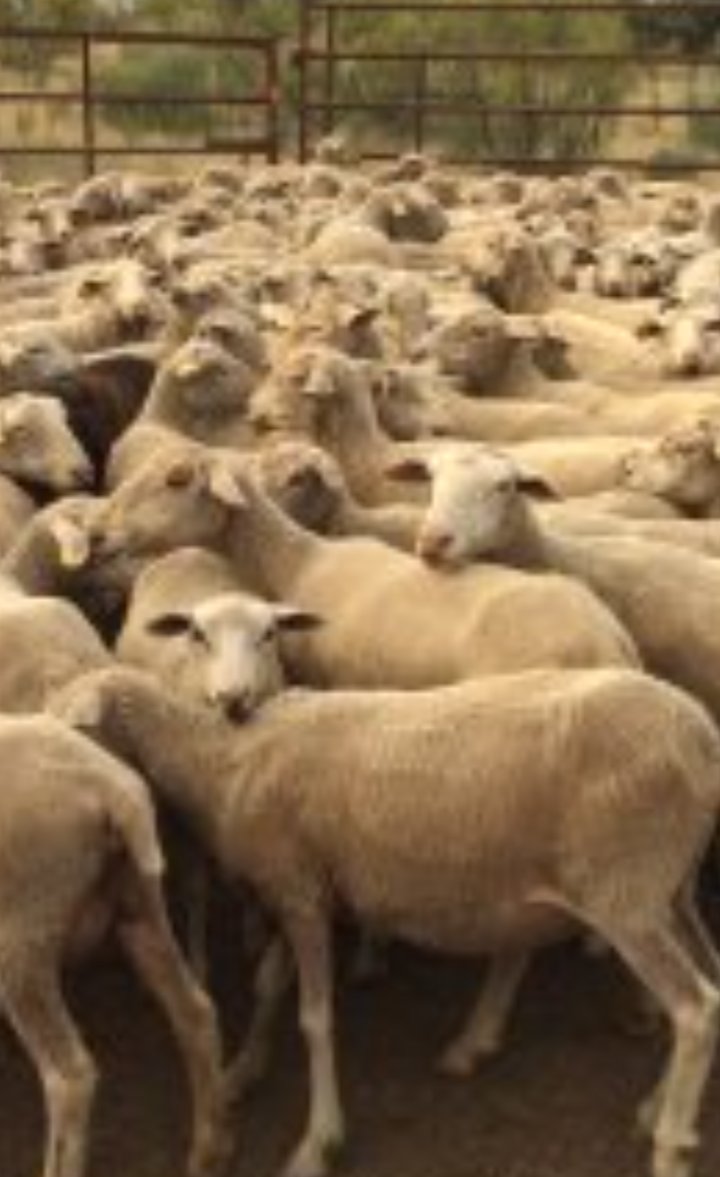 Lo que dice en el Equipo es culpa de los Baskonistas. Sumisos, ovejas.

Mañana tenemos una oportunidad.

Ovejas o lobos. No se puede juntos.

Beeee beeee beeeeee

La gente es la responsable de poner el nivel.