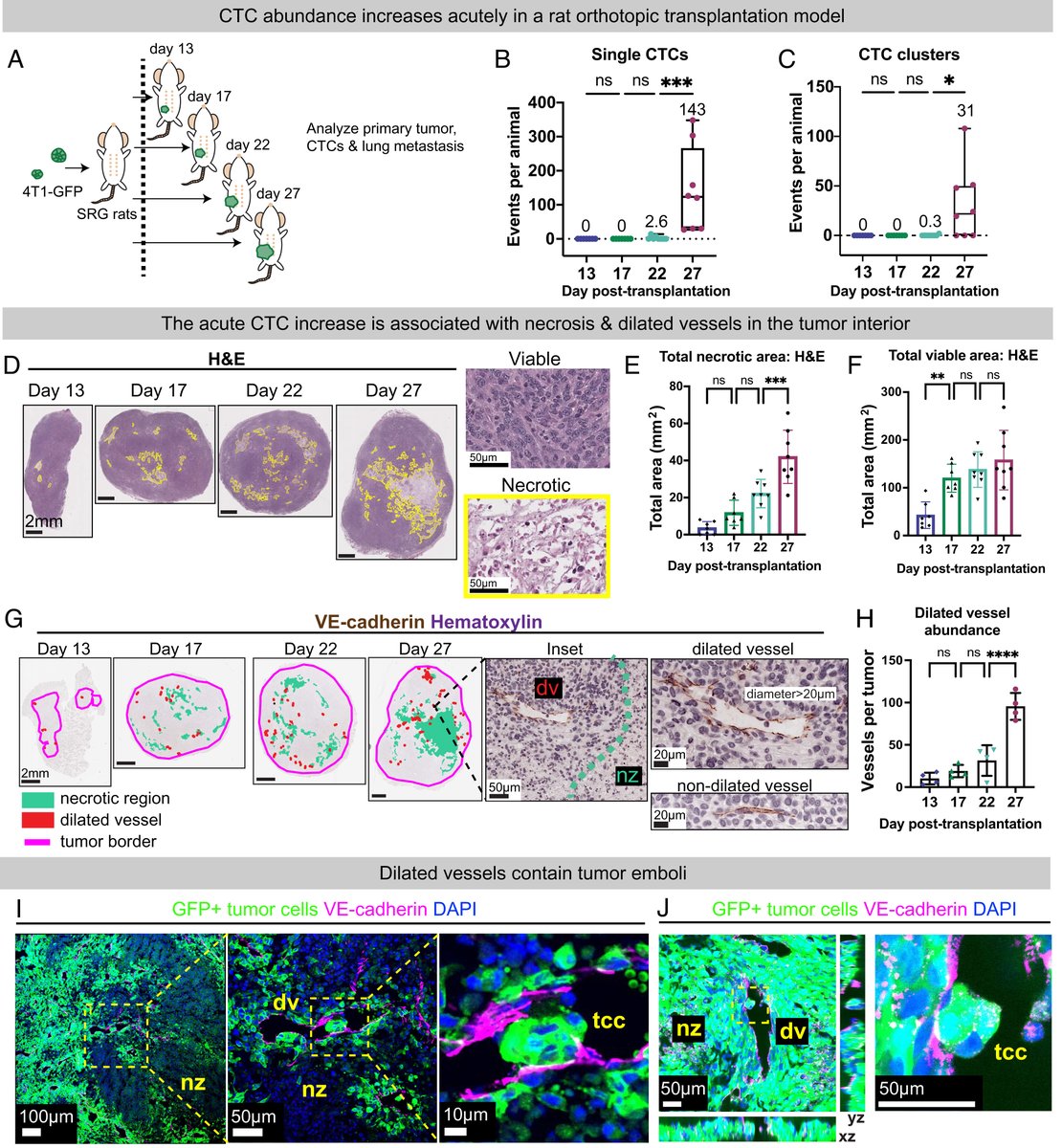 BioLizard tweet media