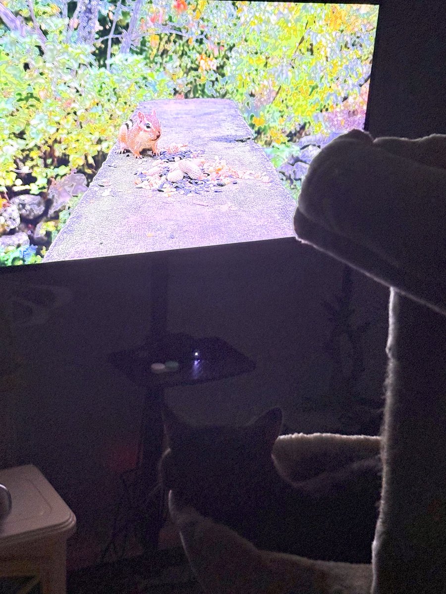Figured out how to get Oliver to stop going crazy in the house at night due to him being bored lol, as soon as I put this on he jumped in his cozy bowl on his cat tree and has just been staring at this video of critters like when he is in his window perch during the morning hours