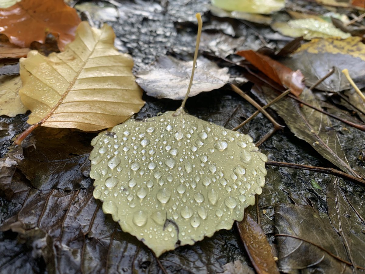 Perfect Autumn morning 🍂 🍁 🤎 #cavehill <a href="/WeatherCee/">Cecilia Daly</a> <a href="/barrabest/">Barra Best</a> <a href="/Ali_Totten/">Ali Totten</a> <a href="/geoff_maskell/">Geoff Maskell</a> <a href="/bbcniweather/">BBC NI Weather</a>