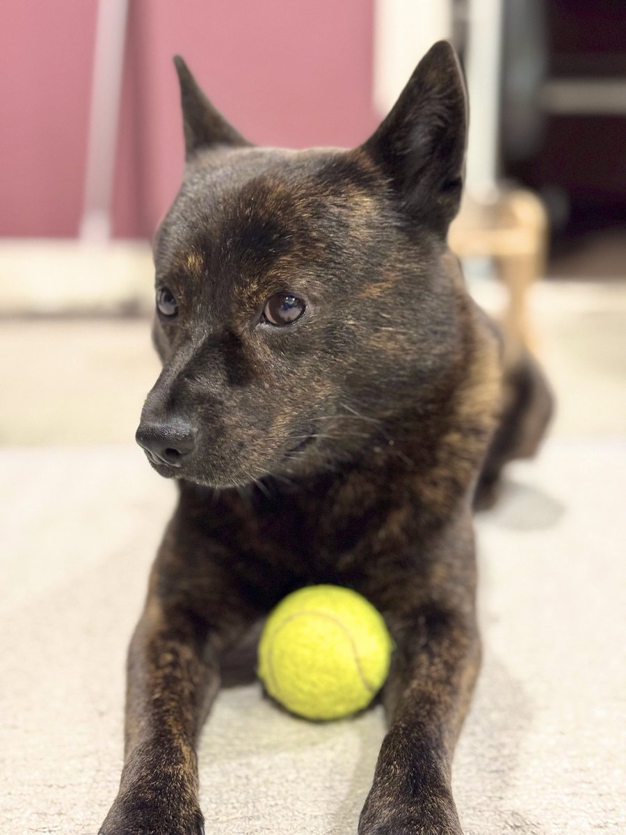 kaiken_kurotora's tweet image. 🎾