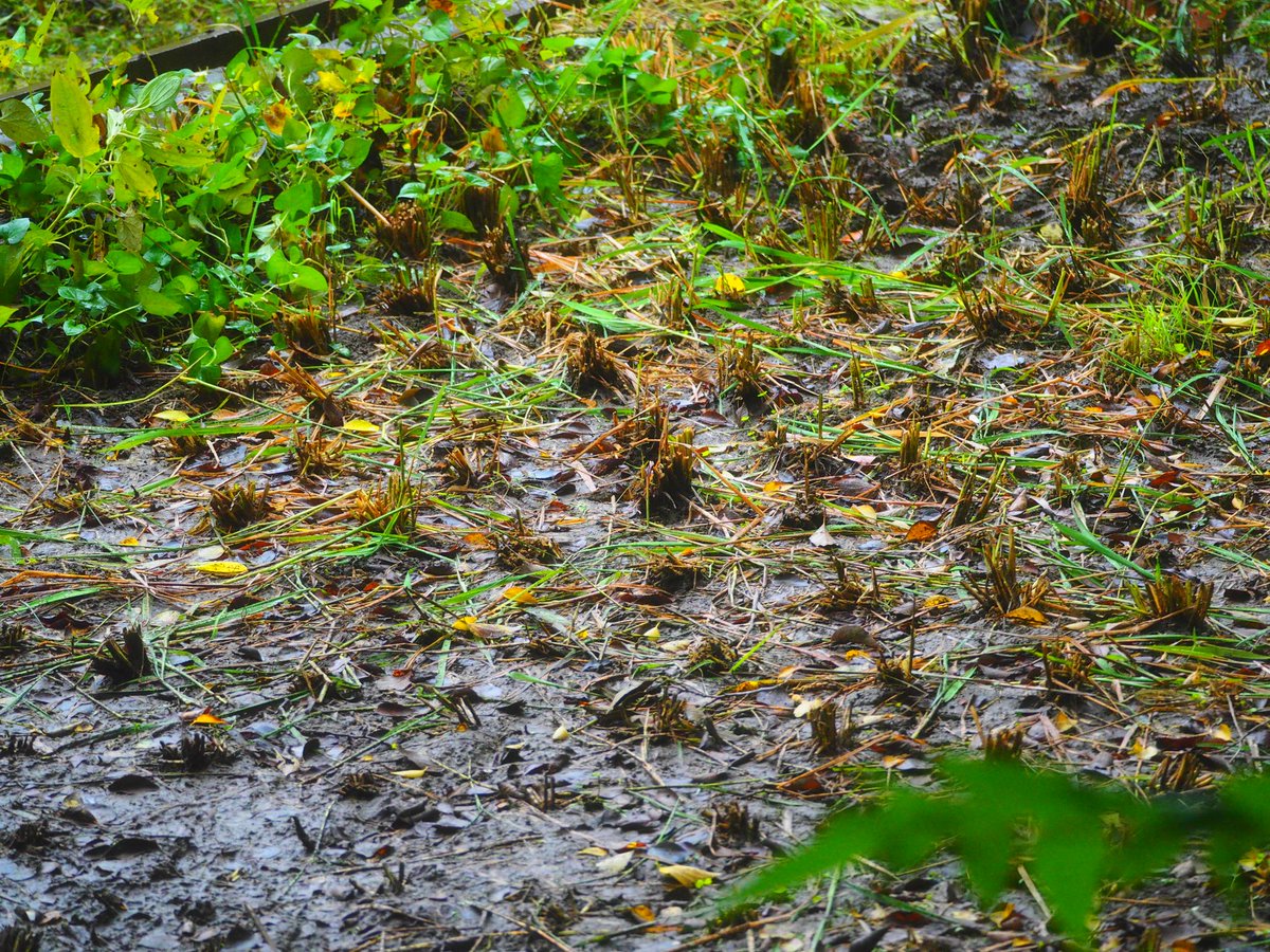 田んぼページ KS-S504MX | 神田製作所