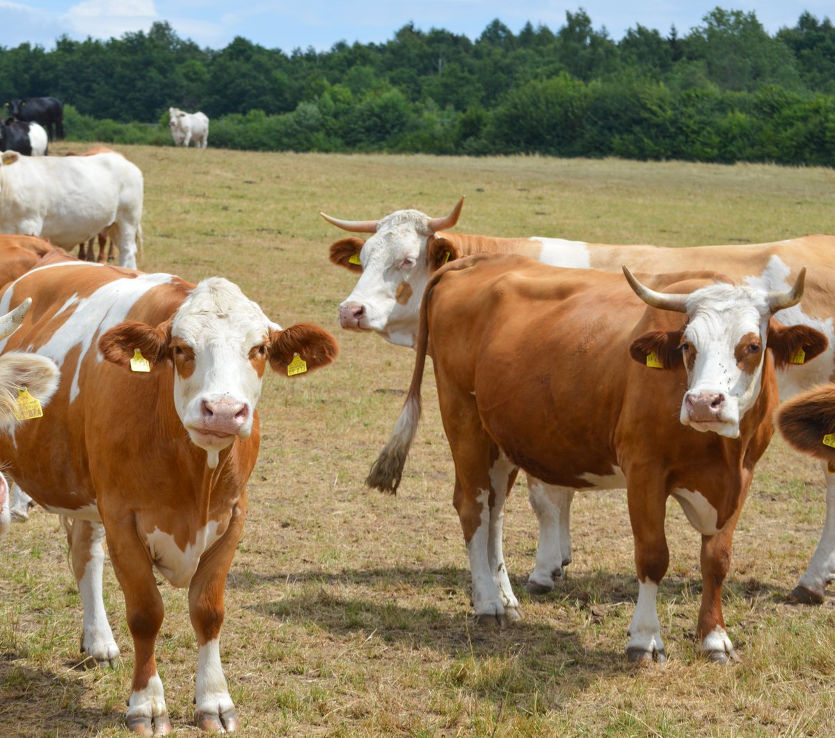 Tja, schon wieder Montag. 
Bei unseren ehemaligen Kettenkühen aus Donauwörth Flora und Tara war in ihrem Anbindestall bis 2020 jeder Tag gleich. 
ruesselheim.com/rettung-ketten…
Tara ist zum Glück versorgt, Flora fehlen wieder 35€ monatlich - wie so vielen aus dieser Rettungsaktion...