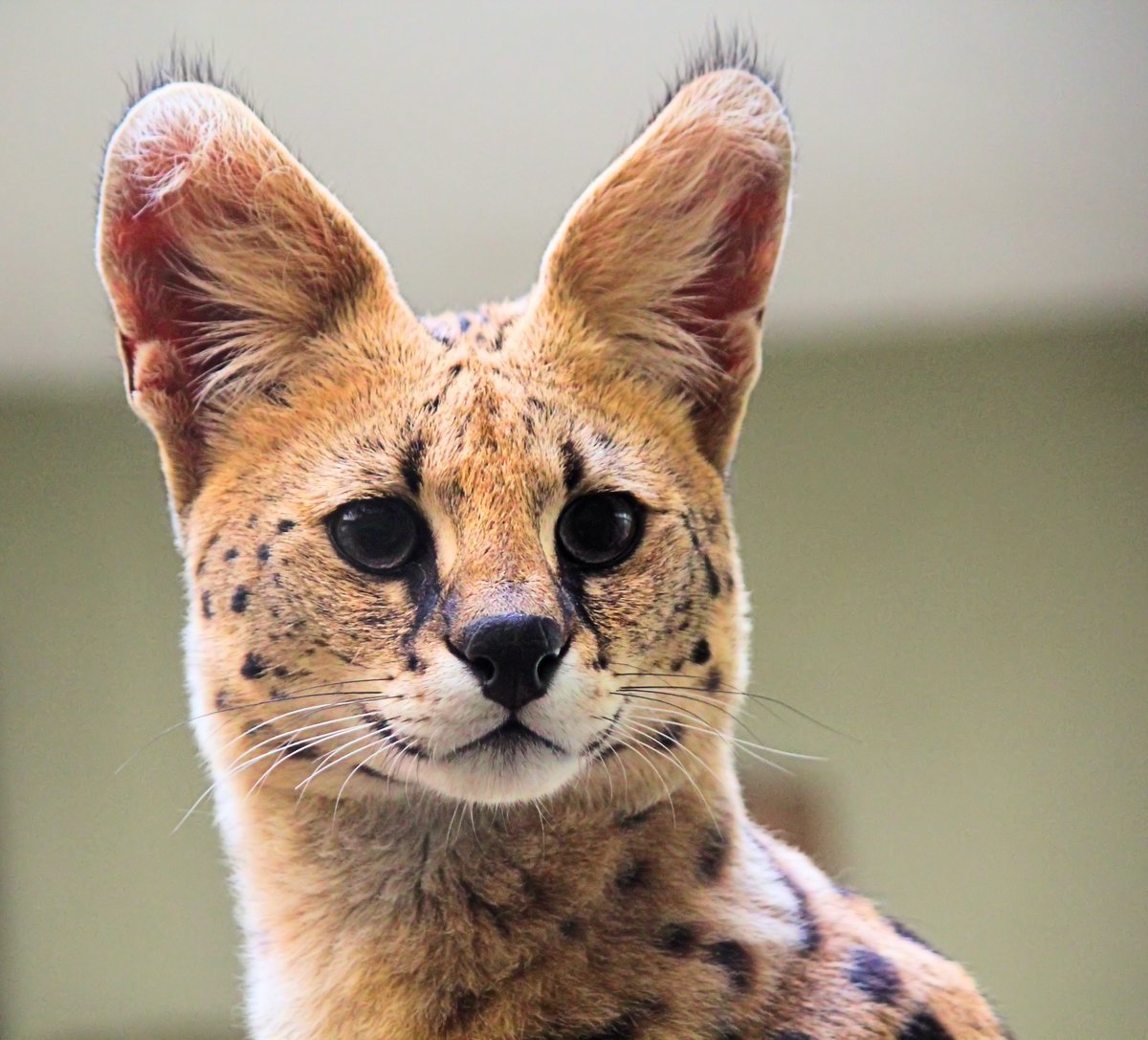 Serval Every Hour! (@servaleveryhr) on Twitter photo 