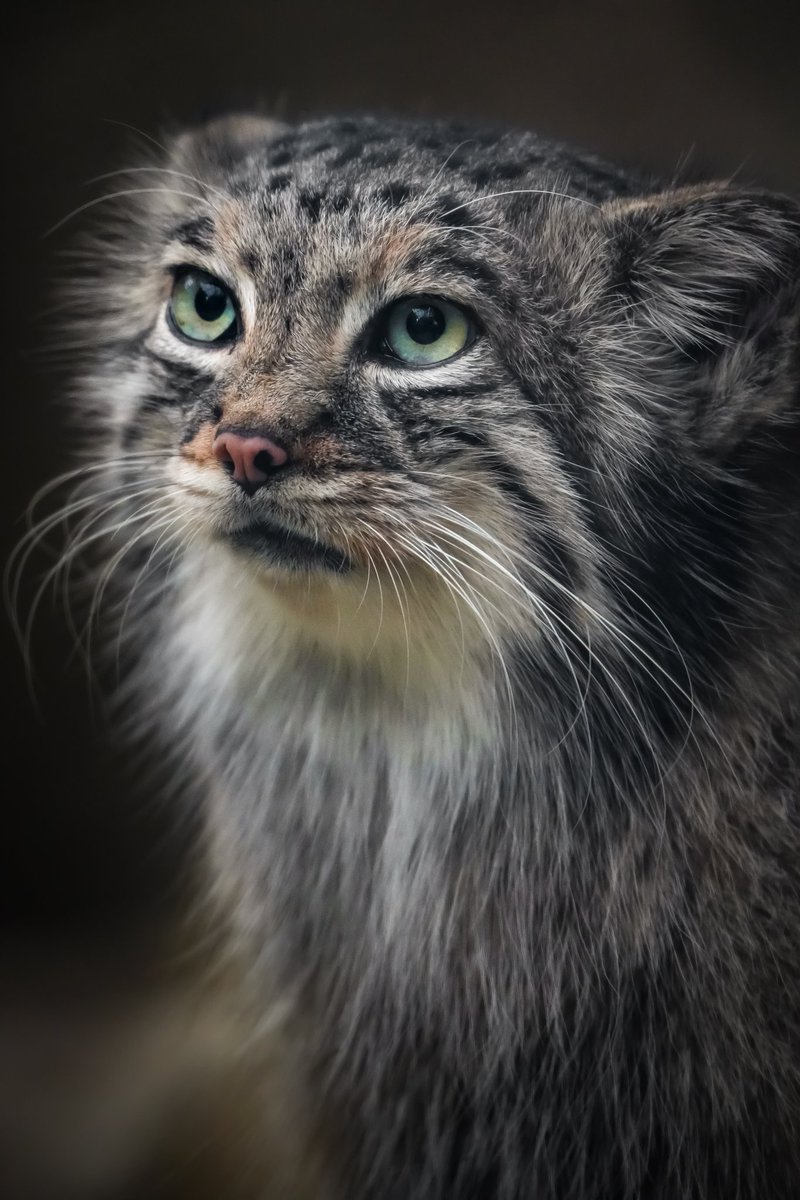 あず。

#マヌルネコ
#pallasscat
#pallascat
#manul
#神戸どうぶつ王国