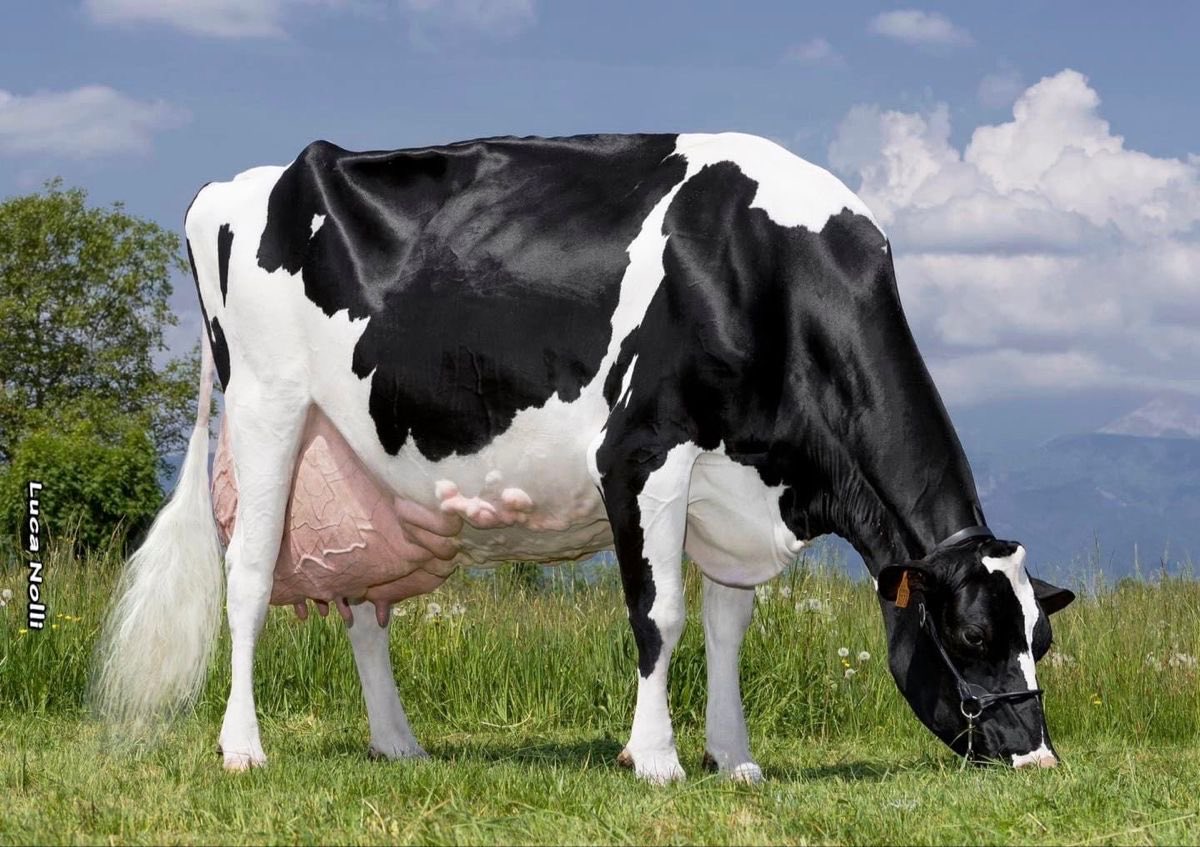 Leki_Denis's tweet image. 𝐂𝐨𝐦𝐩𝐥𝐞𝐭𝐞 𝐆𝐮𝐢𝐝𝐞 𝐭𝐨 𝐂𝐚𝐭𝐭𝐥𝐞 𝐅𝐚𝐫𝐦𝐢𝐧𝐠 🐄

1️⃣ 𝐖𝐡𝐚𝐭 𝐈𝐬 𝐂𝐚𝐭𝐭𝐥𝐞 𝐅𝐚𝐫𝐦𝐢𝐧𝐠?

The practice of raising cows or bulls for milk, meat, hides, or labor. It provides food, income, and employment.

2️⃣ 𝐓𝐲𝐩𝐞𝐬 𝐨𝐟 𝐂𝐚𝐭𝐭𝐥𝐞 𝐅𝐚𝐫𝐦𝐢𝐧𝐠

Dairy…