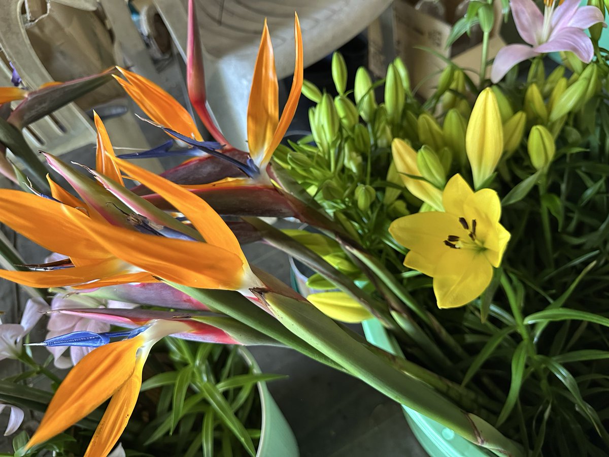 八丈島西野園芸 on X