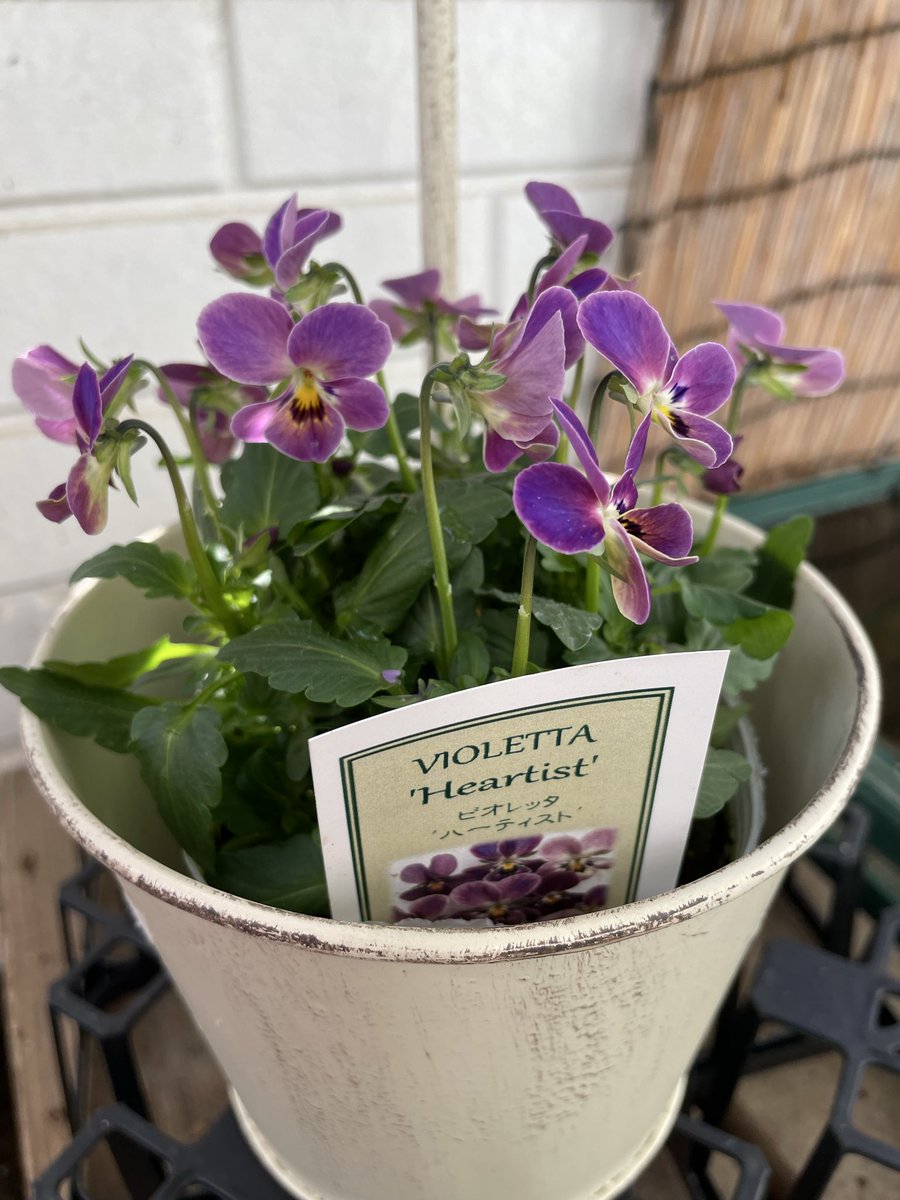 ひさc花 2025 Sakura Feature Site | Deviser ｜株式会社ディバイザー