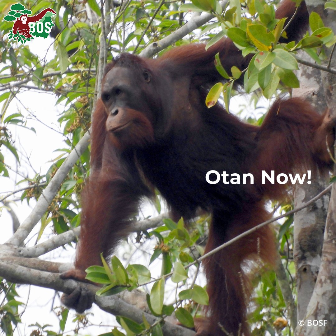 BorneoOSUK's tweet photo. Otan was 2-years in 7th Feb 2015 when he was confiscated from an individual who had been illegally keeping him as a pet. He'd been in captivity for a long time. #OrangutanJungleSchool gave #Otan his second chance, and he's now on a pre-release island! #IslandUpdate #NotAPet https://t.co/mnZiXprJ84