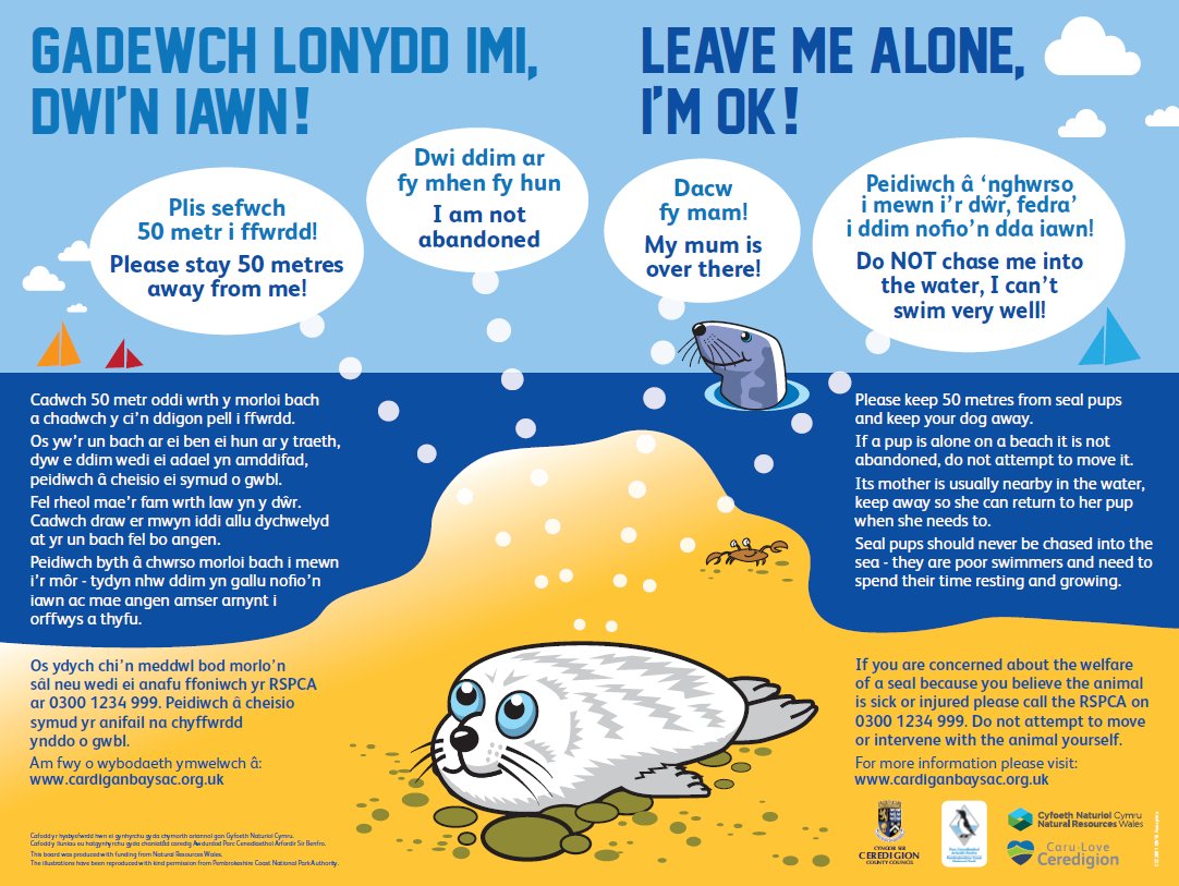CSCeredigion's tweet image. Mae&apos;n dymor magu’r morloi bach. Os welwch chi forlo bach ar y traeth, arhoswch i ffwrdd a chadwch allan o&apos;r golwg.

Os byddwch yn gweld morlo bach wedi&apos;i anafu neu&apos;n sâl, ffoniwch y RSPCA ar 0300 1234 999 neu&apos;r British Divers Marine Life Rescue ar 01825 765546.