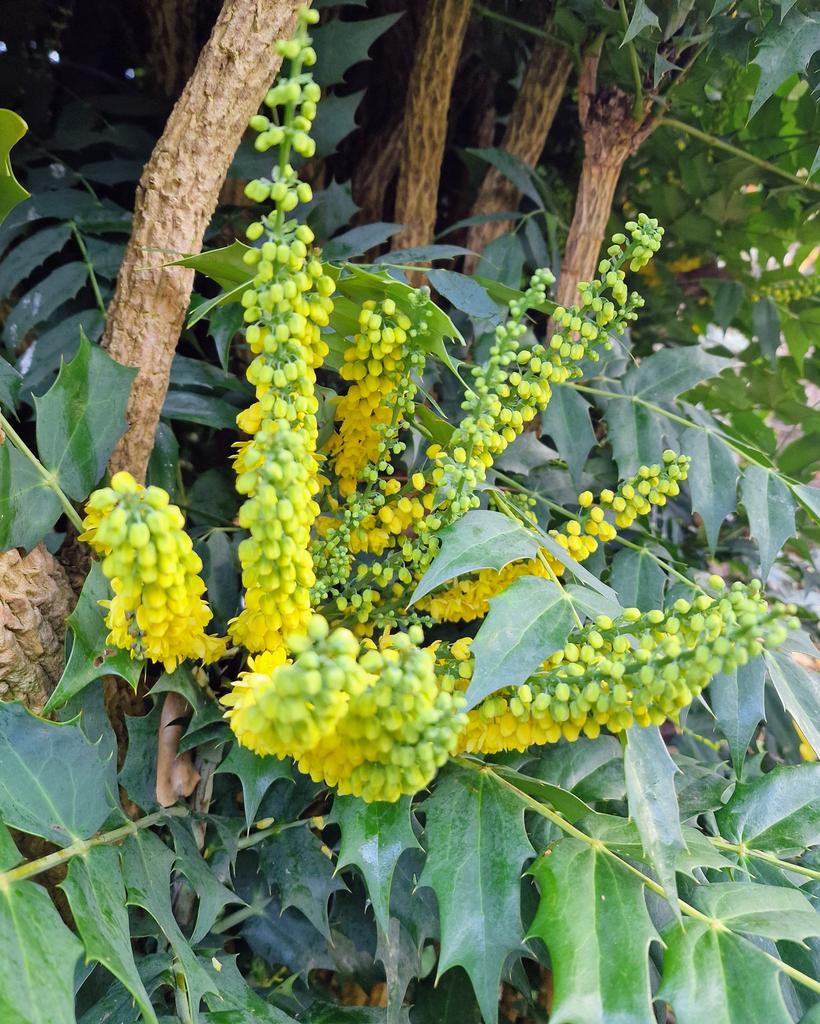 GlennHutton6's tweet image. Mahonia out in flower now #octoberdays into Christmas.