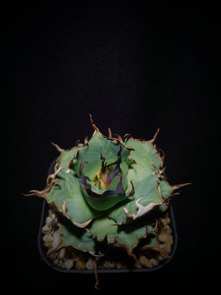 アガベノムコウ (@Zfddy2KIkF82789) / Posts / X