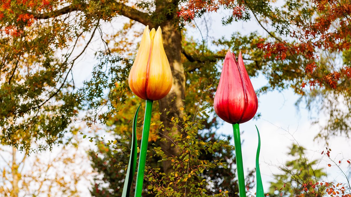 Efteling's tweet image. De Europalaan is vernieuwd! 🌷🚗 Reusachtige bloempotten met kleurrijke tulpen, een spoor van keien en een gigantisch silhouet van Klein Duimpje brengen je voor binnenkomst al helemaal in de sfeer voor jouw dagje Efteling! Meer lezen over deze vernieuwing? Je leest het in de…