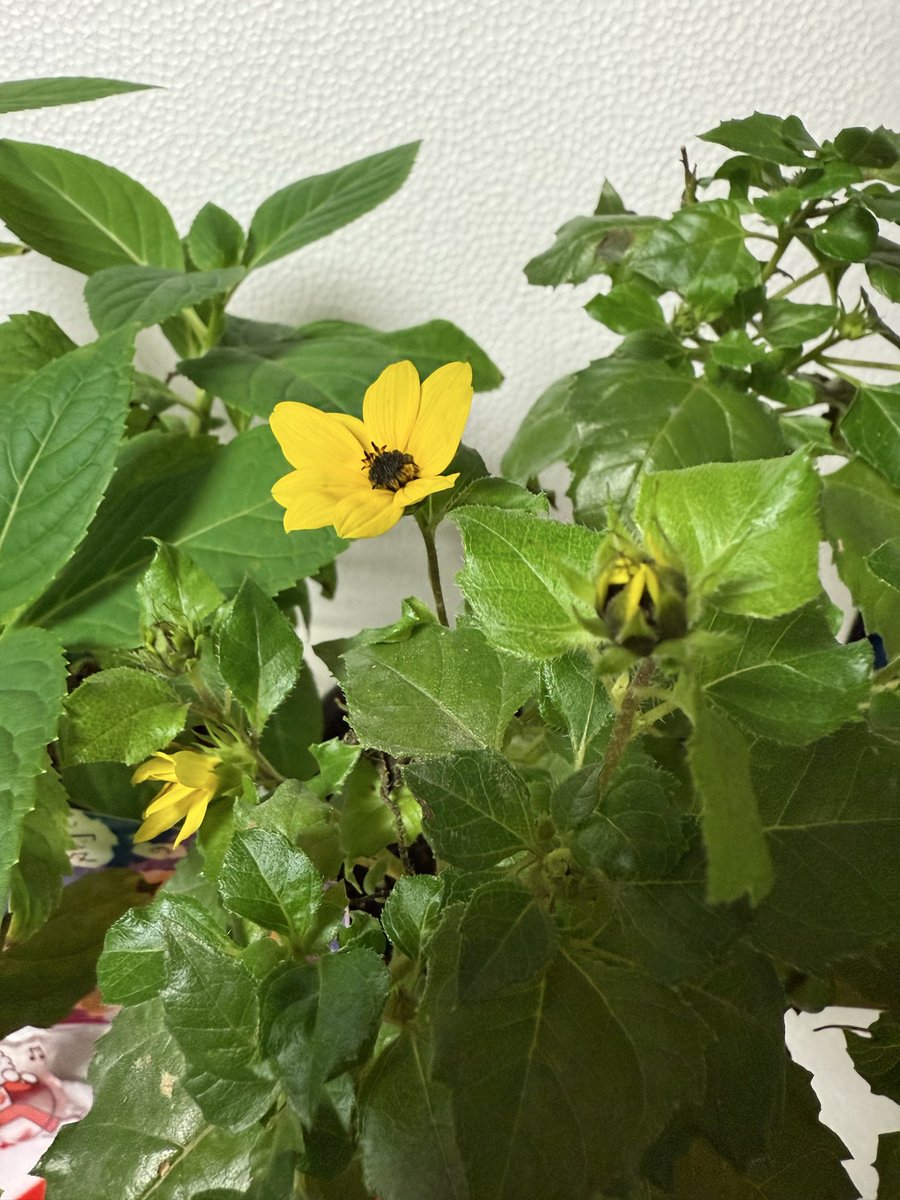 p-chan 🎶🎸🥐🍞🥨🥖 on X