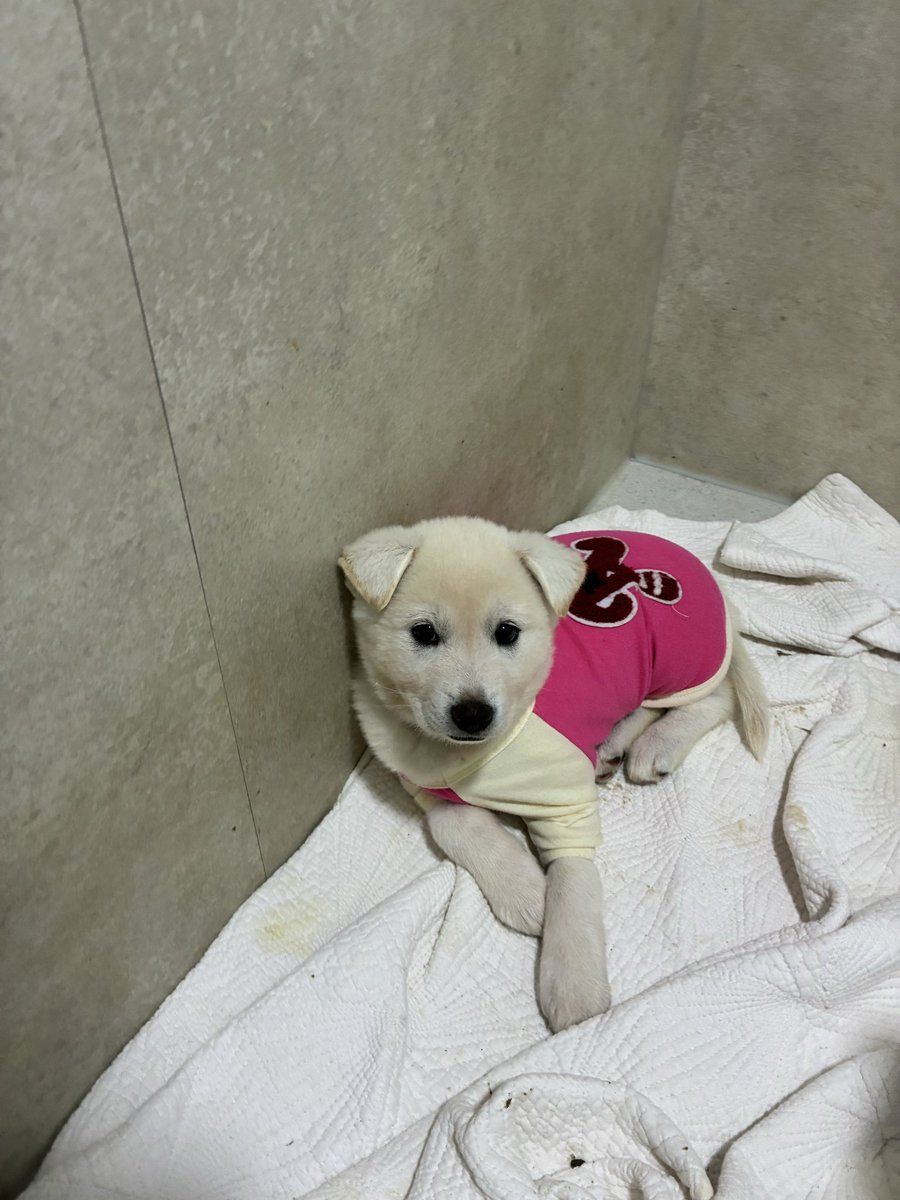 용감한 에코와 친구들 (@braveeco11) on Twitter photo 아기똥들 옷입었어요 아기똥들 옷입었어요