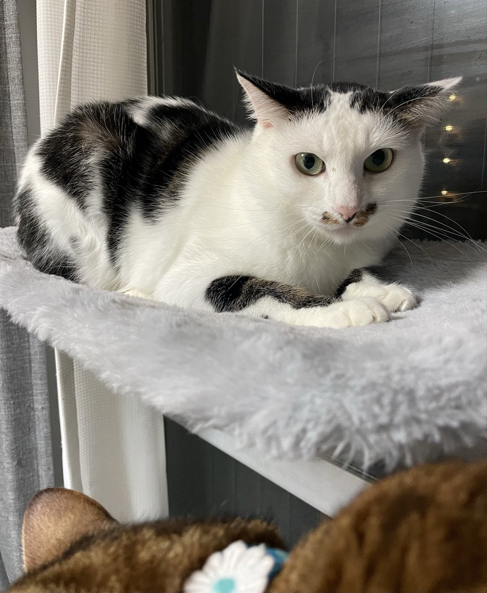 姫たんから
こんばんﾆｬ😽💕

たら兄がこっそり映り込んでるﾆｬ…💦
😹ﾊﾞﾚﾀﾆｬﾝ…

　*･:*ೄ‧͙·* *ܸ⁺˳✿⏦۠₊ *･:*ೄ‧͙·* *ܸ⁺˳✿⏦۠₊

#保護猫
#ねこかわいいね
#猫好きんと繋がりたい
#ベンガルmix
#キジサバシロmix