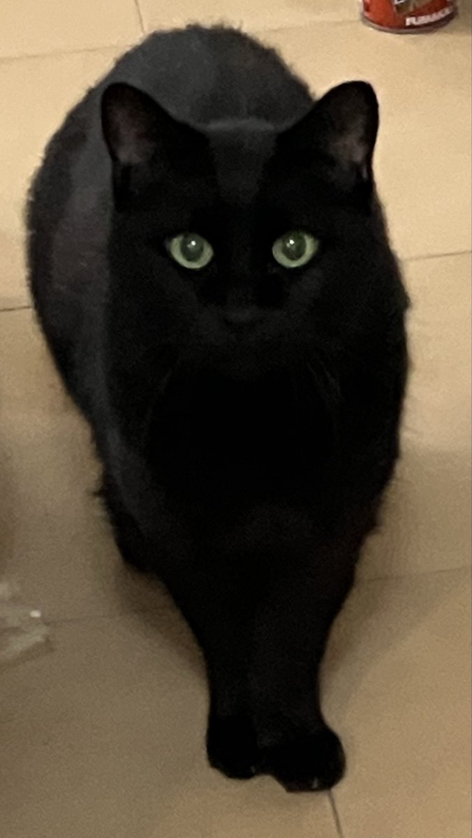 黒猫ちぃ もちもち堂 黒ごま＆ホイップ 251028 #のせ猫 #cat #cute #ねこ