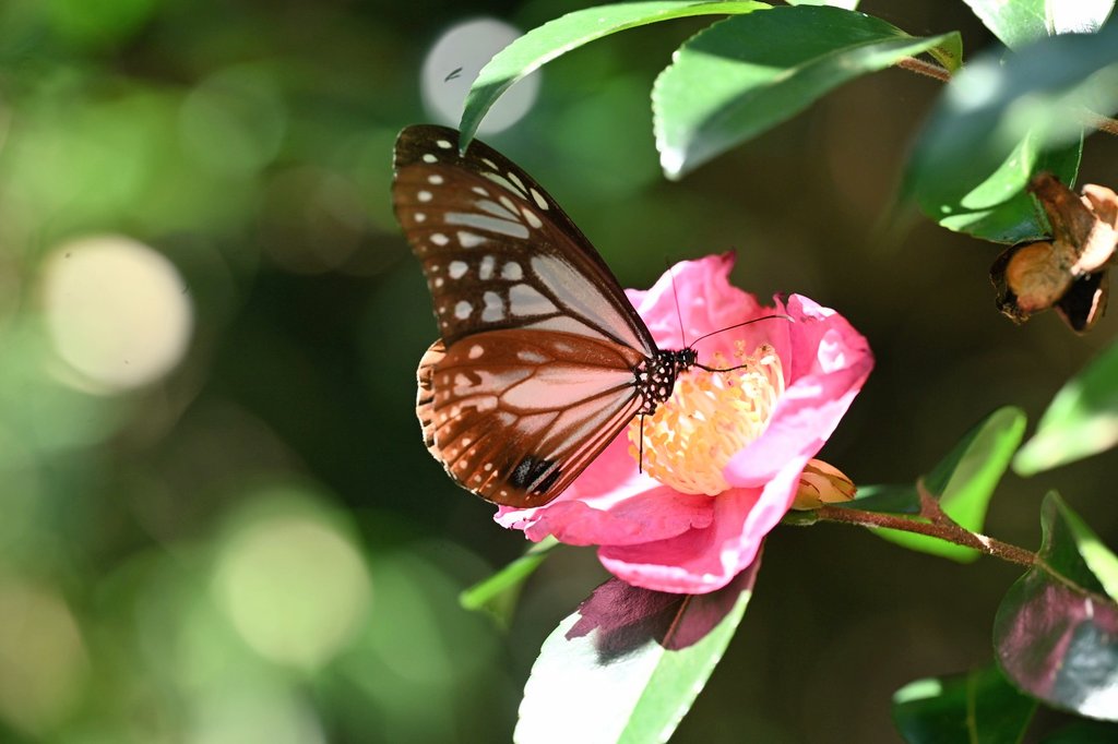 団扇仙人掌。◻️枝垂れ滝 がっきー@写真垢 on X