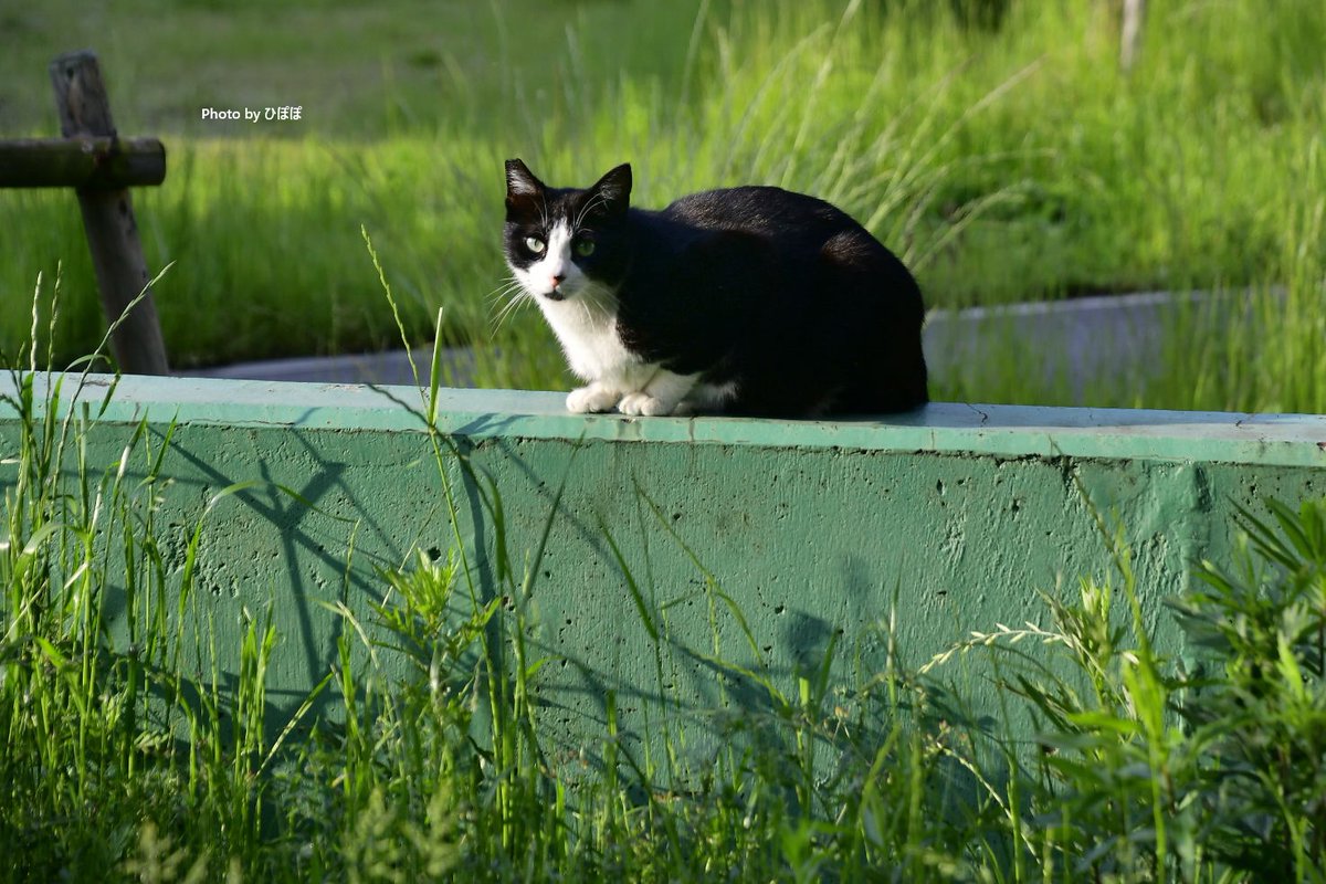 あっ、カメラのおっさんや。
