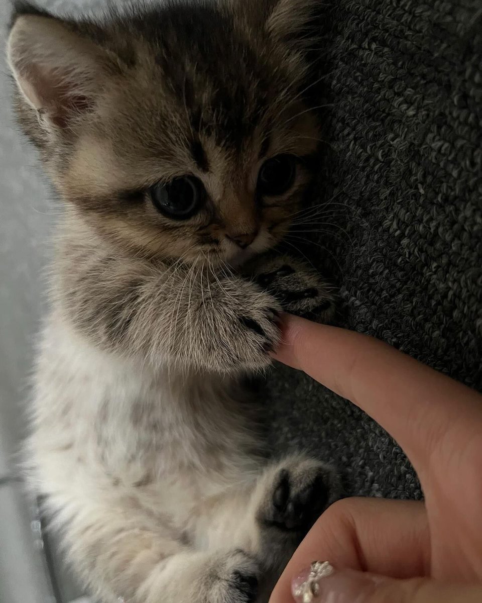 kitten_zukan's tweet photo. https://t.co/djyzamOZVj