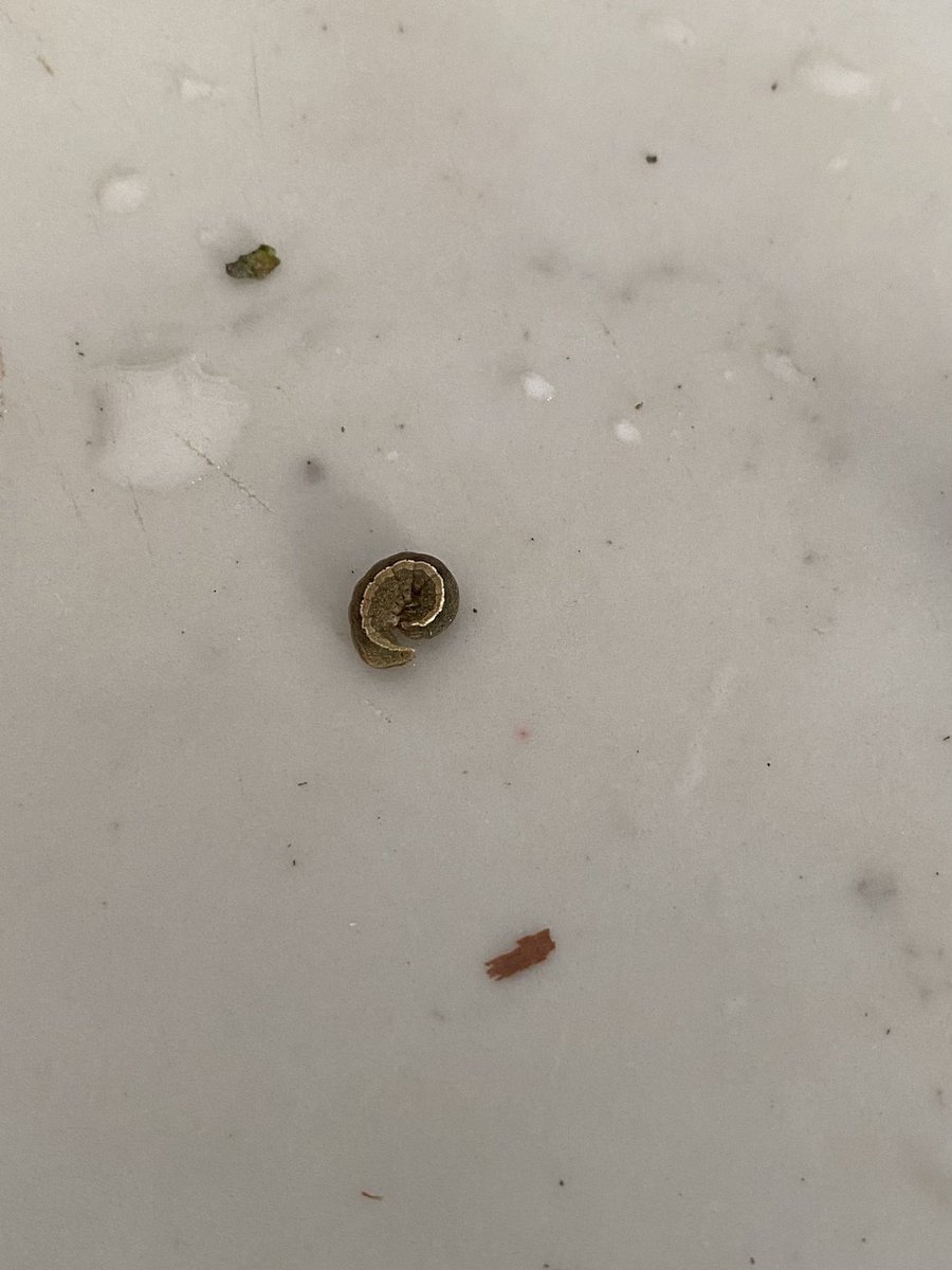 Teresa_Martini's tweet image. A @worm fell off of an organic bunch of kale bought at @WholeFoodsUK Kings Road store. Disgusting! Remember to wash all your produce thoroughly and do periodic #detox, everyone! A fancy store is not a quality or safety guarantee. #parasites