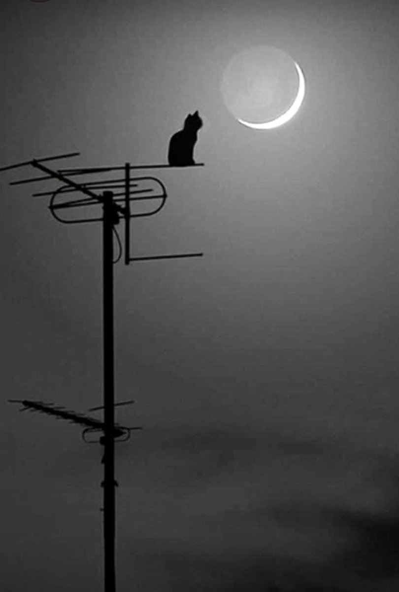 Como un gato maullando a la luna