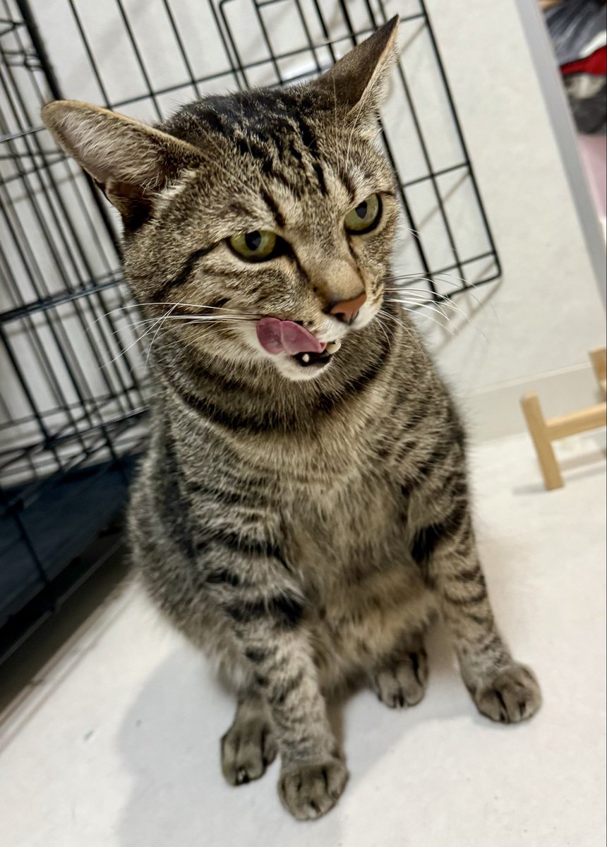 tmn_hado's tweet image. 甘猫晩餐会の前日と当日、2日に渡って保護ねこルーム行かせていただきました!
本当に贅沢な幸せ時間を過ごさせていただきました〜♡♡
みんな都度表情や動きが違って、どれだけ見ても可愛くて癒される♡
次はぜひドーム前店にもお邪魔したい!!
#CWC #CWCコマメ #CWCほずみ #CWCリリコ #甘猫晩餐会