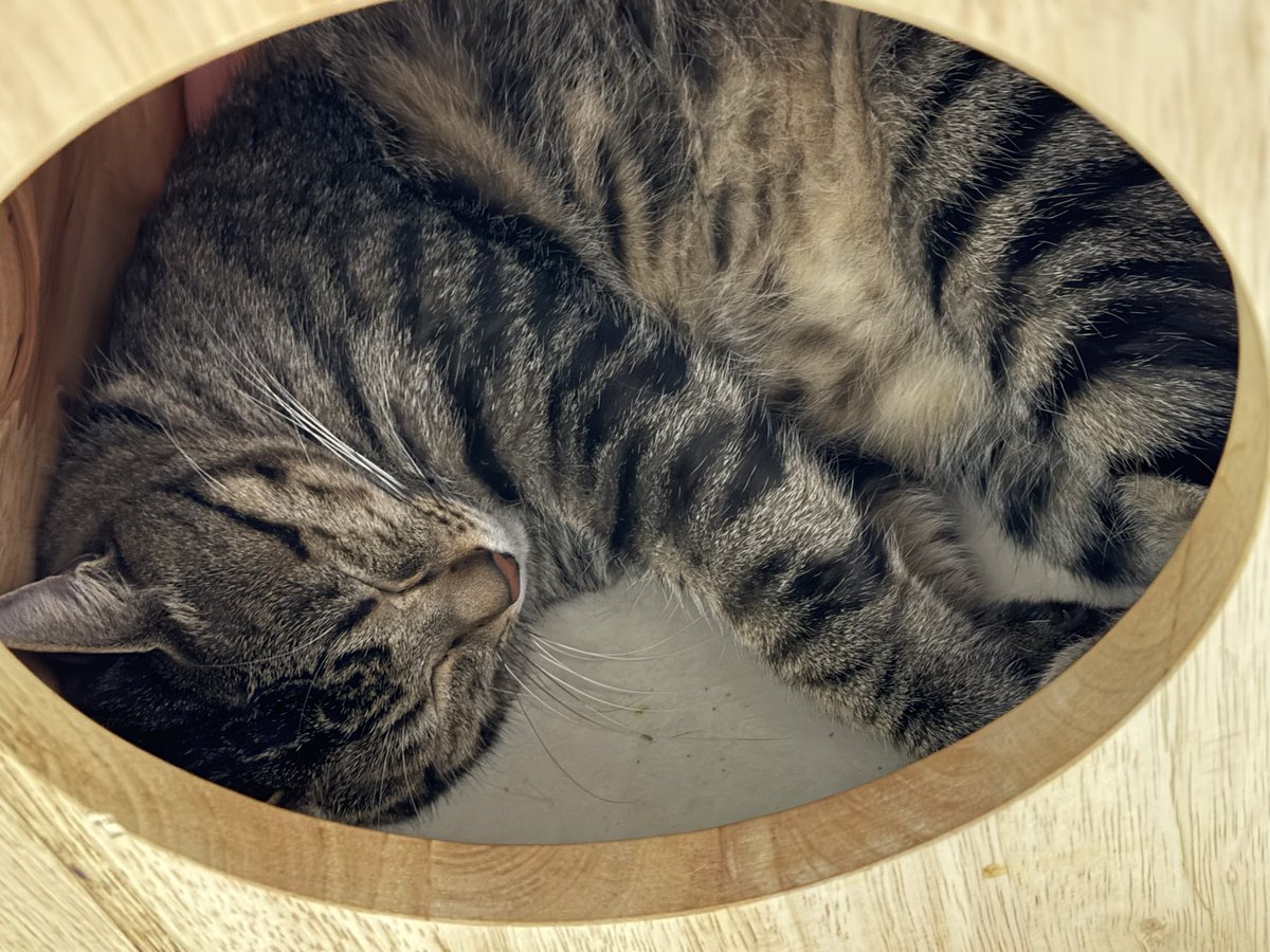 tmn_hado's tweet image. 甘猫晩餐会の前日と当日、2日に渡って保護ねこルーム行かせていただきました!
本当に贅沢な幸せ時間を過ごさせていただきました〜♡♡
みんな都度表情や動きが違って、どれだけ見ても可愛くて癒される♡
次はぜひドーム前店にもお邪魔したい!!
#CWC #CWCコマメ #CWCほずみ #CWCリリコ #甘猫晩餐会