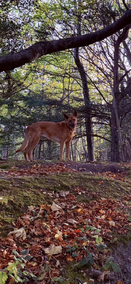 Vincent D'Onofrio tweet media