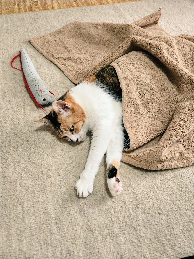 mogu_pero2's tweet image. 人間みたい  #保護猫  #猫のいる暮らし